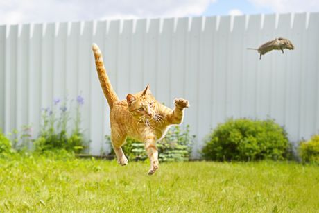 macija igra sa plenom