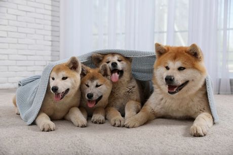 Akita inu
