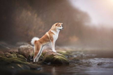 Akita inu