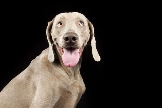 Medjunarodni dan pasa