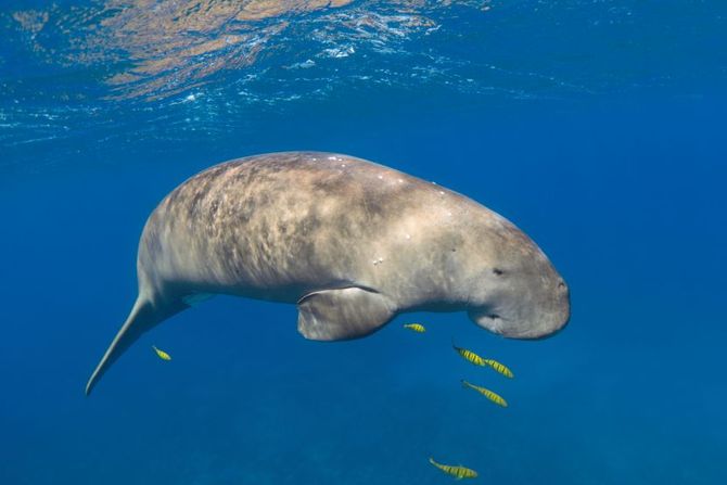 Dugong, morska krava