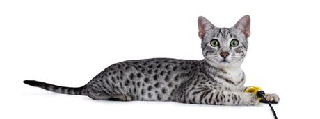 Egipatska mau mačka