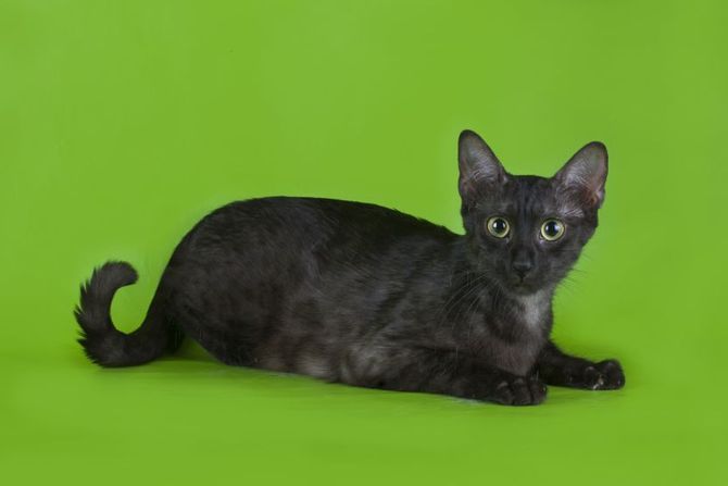 Egipatska mau mačka