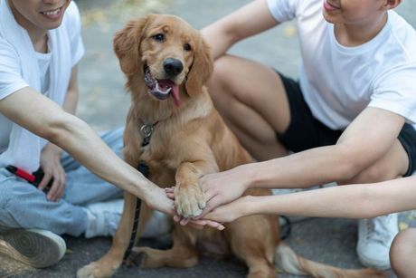 Pas, dete i porodica