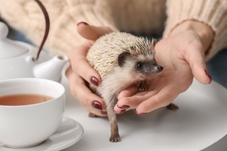 Jež kućni ljubimac