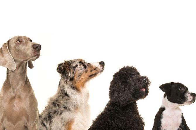 Izložba pasa Srbija