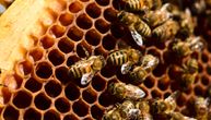 „Ako se ovo nastavi, biće to spirala smrti!“ Da li su naučnici otkrili krivca za pomor pčela?