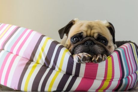 Otklanjanje mirisa i fleka od pseceg urina