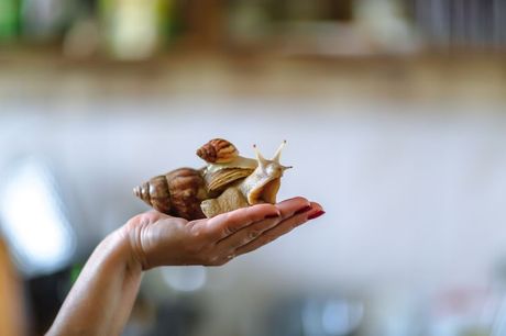 Baštenski puž kućni ljubimac