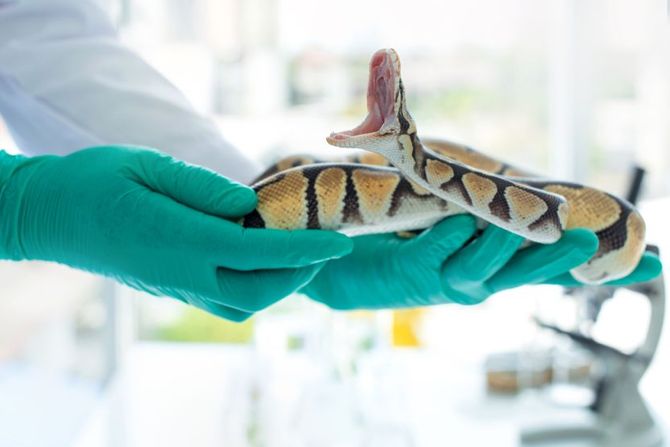 Zmija i trulež u ustima