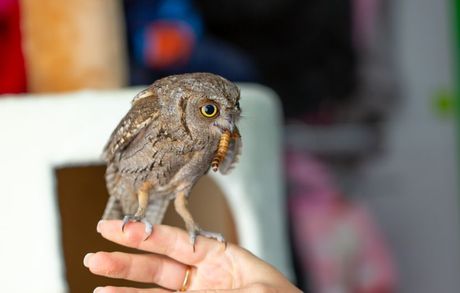 Sova kućni ljubimac