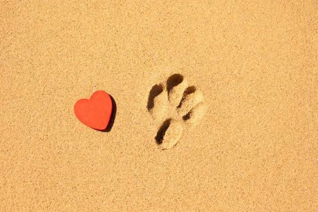 Smrt kućnog ljubimca