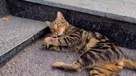 Mačak koga je usvojila redakcija portala Telegraf.rs