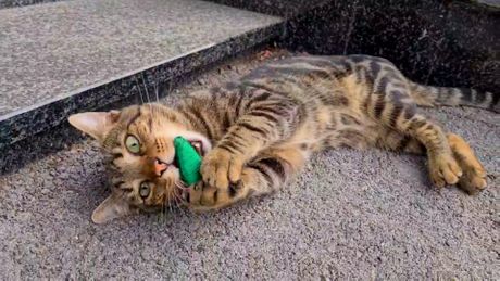 Mačak koga je usvojila redakcija portala Telegraf.rs