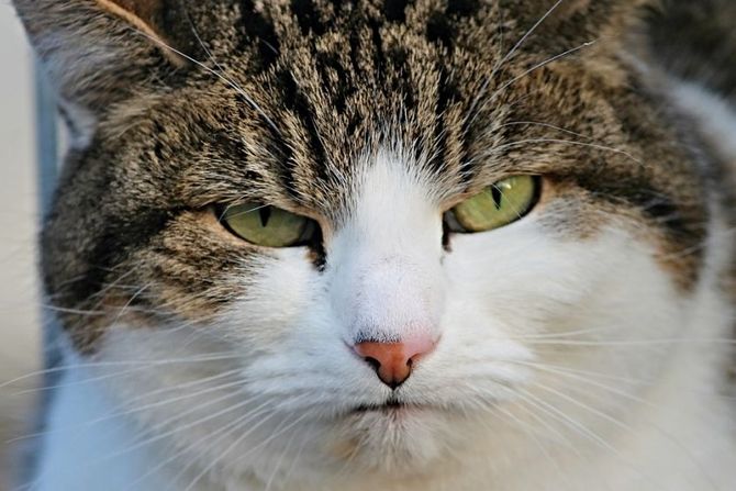 Mačka i promene u ponašanju