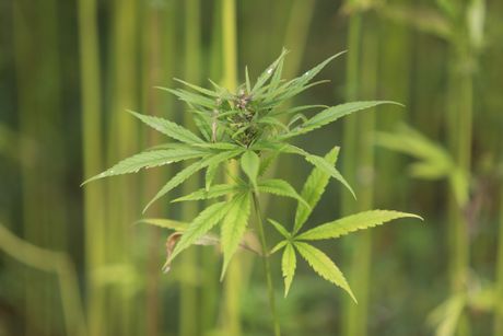 Industrijska Konoplja