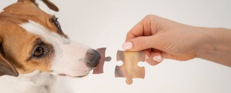 Jesenja zabava psa i vlasnika