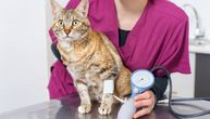 “Tihi ubica” desetkuje i mačke: Uzroci i lečenje povišenog krvnog pritiska