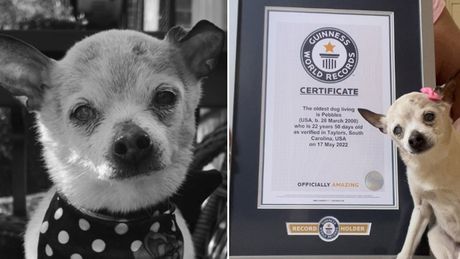 Pebls, najstariji pas na svetu, uginula u 23. godini