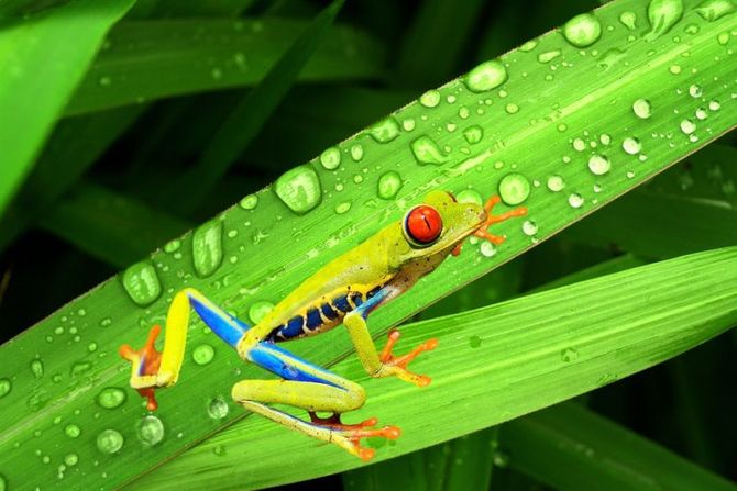 Žaba koja živi na drvetu