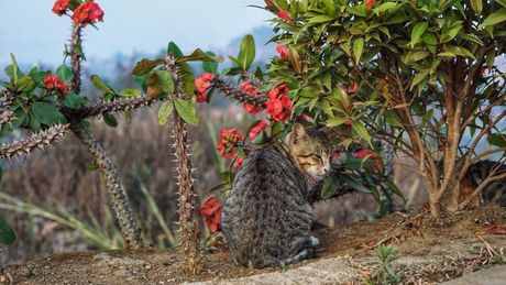 Mačka i loše ponašanje u bašti