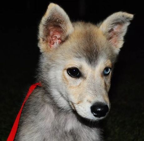 Pas iz prihvatilišta Nikole Stojkovića