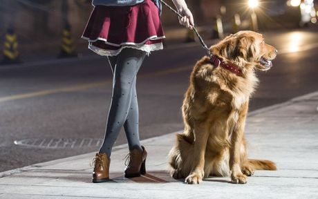 Pas i noćna šetnja