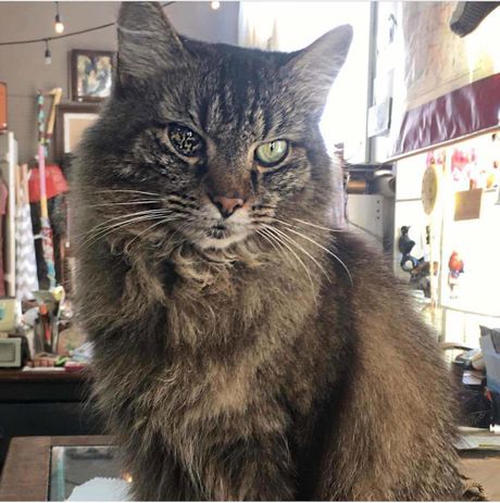 Mačka sa polikorijom