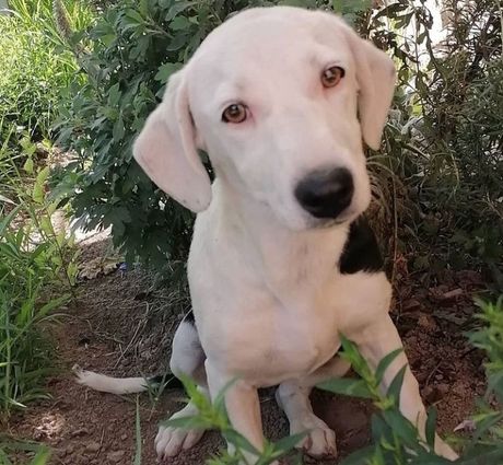 Napuštene životinje u azilu Nikole Stojkovića