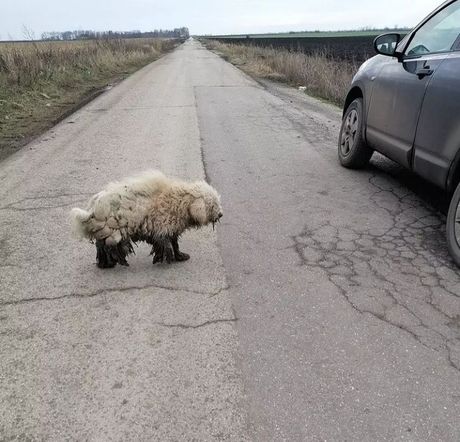 Napušteni kućni ljubimci u Srbobranu
