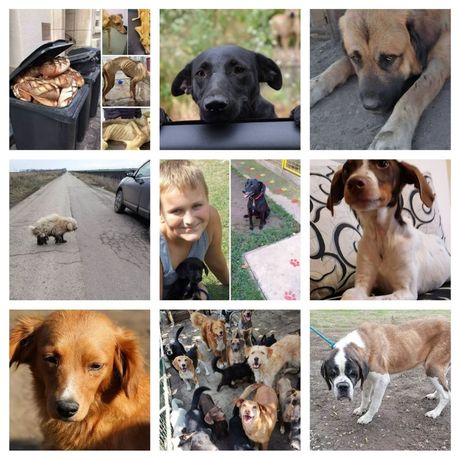 Napuštene životinje u azilu Nikole Stojkovića