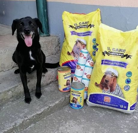 Napuštene životinje u azilu Nikole Stojkovića