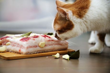 Mačka i slanina
