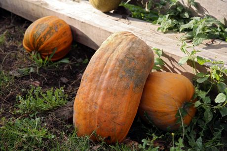 Selo Osonica u Ivanjici