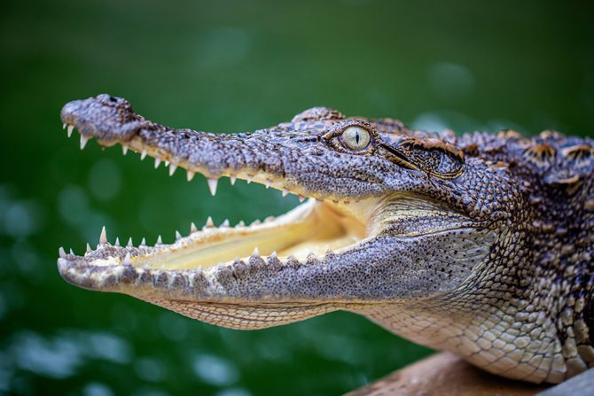 Aligator Aligator iz Zoo vrta pronađen posle 20 godina na privatnom imanju ...