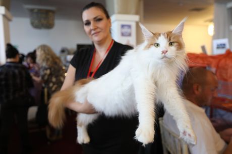 Mrnjau Fest, Hotel Jugoslavija