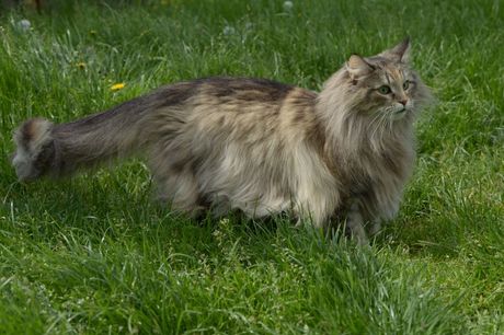 Norveška šumska mačka