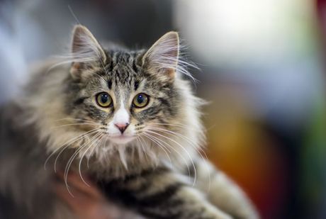 Norveška šumska mačka