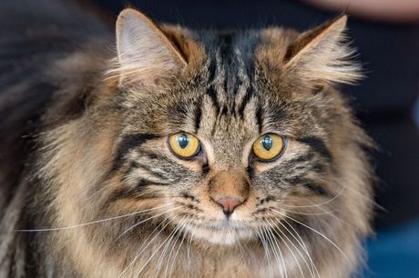 Norveška šumska mačka