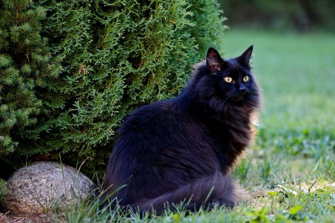 Norveška šumska mačka