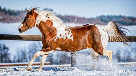 Američki obojeni konj