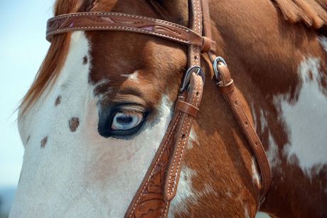 Američki obojeni konj