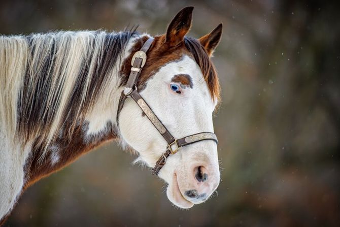 Američki obojeni konj