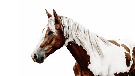 Američki obojeni konj