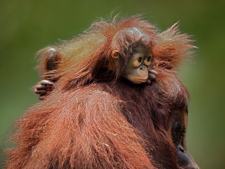 Orangutan beba mladunče i majka