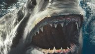 Velike bele ajkule su strah i trepet okeana, ali PREDATORI POSTAJU PLEN: Snimljeno kako ih love ova stvorenja