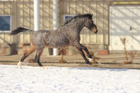 Baškirski kovrdžavi konj