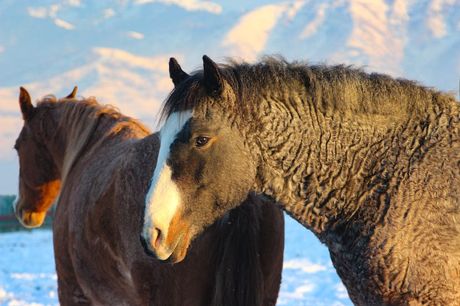 Baškirski kovrdžavi konj