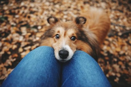 Pas i značenje uzdaha