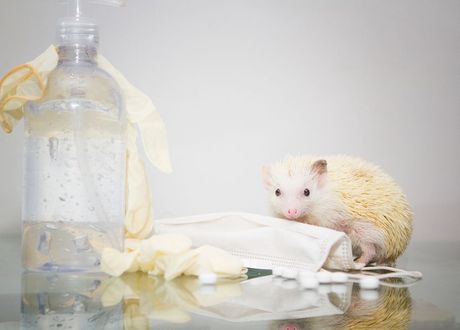 Afrički pigmejski jež i uobičajene bolesti